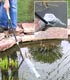 Clean your pond safely and easily with this clever pond vacuum and hydro brush kit