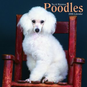 Poodle - Toy & Miniature Calendar