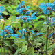 Unbranded Poppy Blue (Meconopsis) Seeds