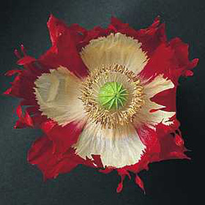 Unbranded Poppy Danebrog Laced Seeds