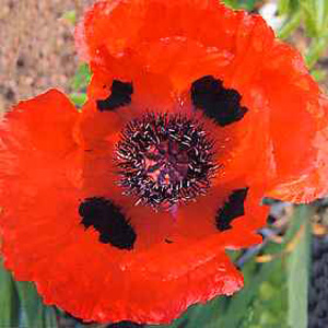 Unbranded Poppy Dwarf Allegro Seeds