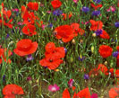 Poppy Field Collection