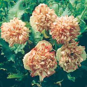 Unbranded Poppy Flemish Antique Seeds