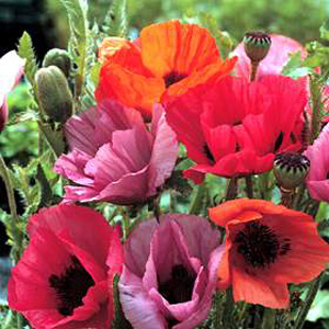 Unbranded Poppy Fruit Punch Seeds