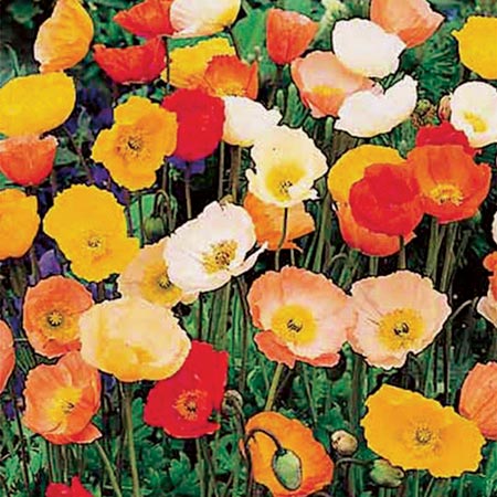Unbranded Poppy Garden Gnome Plants (Papaver) Pack of 5