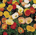 A dwarf `Iceland Poppy` with masses of bright flowers that the bees will love! Flowers June-October.