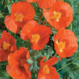 Unbranded Poppy Horned Burnt Orange Seeds