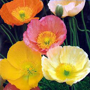 Unbranded Poppy Iceland Mixed Seeds