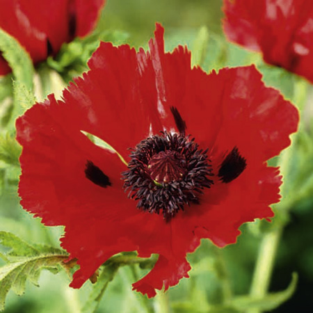 Unbranded Poppy Oriental Carmen Pack of 3 Bare Roots