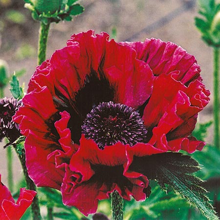 Unbranded Poppy Oriental Harlem Pack of 3 Bare Roots -