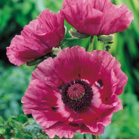 Unbranded Poppy Oriental Pattys Plum Pack of 3 Bare Roots