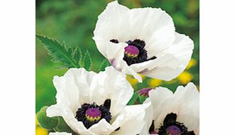 Unbranded Poppy oriental Plant - Royal Wedding