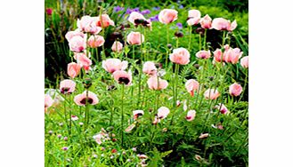 Unbranded Poppy oriental Plant - Victoria Louise