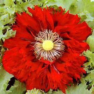 Unbranded Poppy Seriously Scarlet Seeds