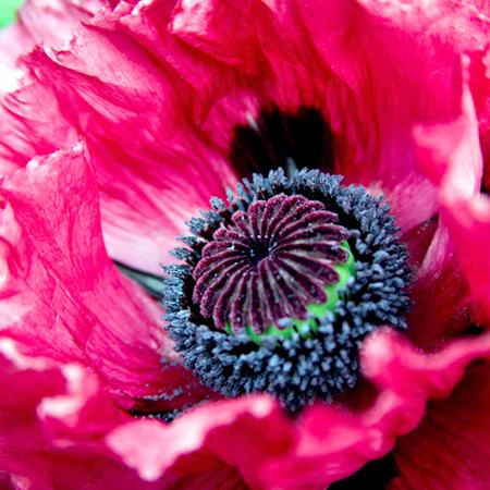 Unbranded Poppy Super - Medallion Pack of 3 Potted Plants