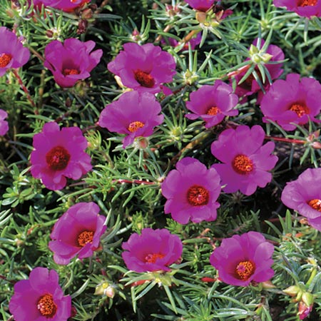 Unbranded Portulaca Bobby Dazzler Seeds Average Seeds 190