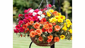 Unbranded Portulaca Plants - Lazy Daze