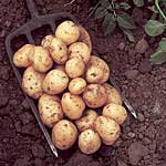 Unbranded Potato Accent