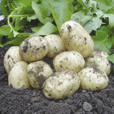 Unbranded Potato Bucket/Planter Refill Pack 15 Potato