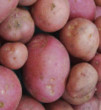 Unbranded Potato Carlingford Taster Pack (10)