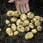 Unbranded Potato Carlingford