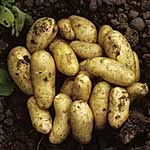 Unbranded Potato Charlotte - 3 kg 457551.htm
