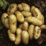 Unbranded Potato Charlotte - 3 kg