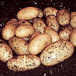 Unbranded Potato Juliette - 3 kg