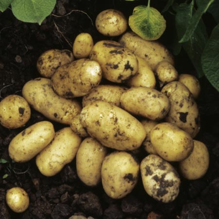 Unbranded Potato Lady Christl - 3 kg 3 kg