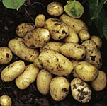 Unbranded Potato Lady Christl - 3 kg