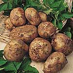 Unbranded Potato Maris Bard - 3 kg 447507.htm