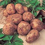 Unbranded Potato Maris Bard - 3 kg