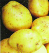 Unbranded Potato Maris Peer Taster Pack (10)