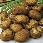 Unbranded Potato Maris Peer