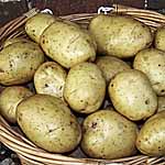 Unbranded Potato Markies - 3kg 447656.htm
