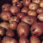 Unbranded Potato Maxine - 3 kg 473875.htm