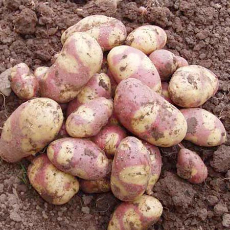 Unbranded Potato Mayan Twilight - 3kg 3 kg