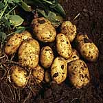 Unbranded Potato Nicola - 3 kg 451621.htm