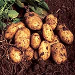 Unbranded Potato Nicola - 3 kg