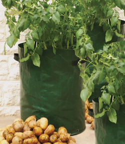 Unbranded Potato Patio Planters