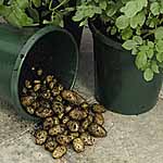 Unbranded Potato Patio Refill Pack 479299.htm