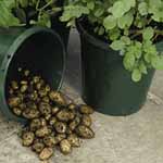 Unbranded Potato Patio Refill Pack
