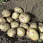 Unbranded Potato Pixie - 3kg 440157.htm