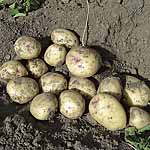 Unbranded Potato Pixie - 3kg