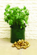 Unbranded Potato Planters Pack of 3