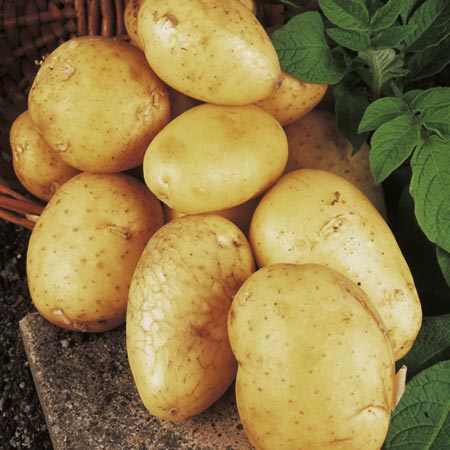 Unbranded Potato Valor - 3kg 3kg