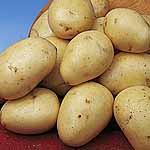 Unbranded Potato Winston - 3 kg 447434.htm