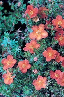 Unbranded Potentilla Buttercup Shrub x 5 plants