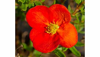 Unbranded Potentilla Fruticosa Plant - Red Ace