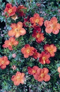 Unbranded Potentilla Red Ace x 1 litre